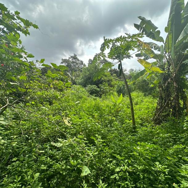 Bungalow lot Lorong Teratai Bukit Rahman Putra for sale-5