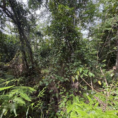 Bungalow Lot Jalan Seroja, SBCR, Saujana Utama Non bumi lot